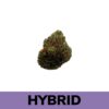 Slurricane strain is a slightly indica dominant hybrid strain (60% indica/40% sativa) created through a potent cross of the delicious Do-Si-Dos X Purple Punch strains.