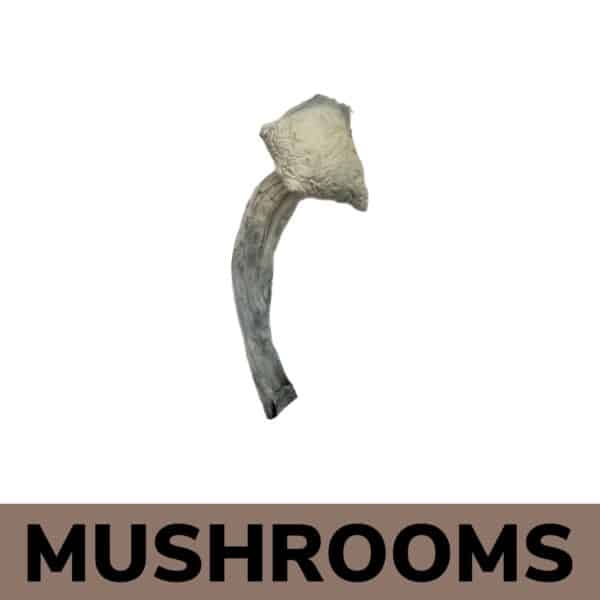 Mushroom Delivery