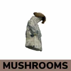 Mushroom Delivery