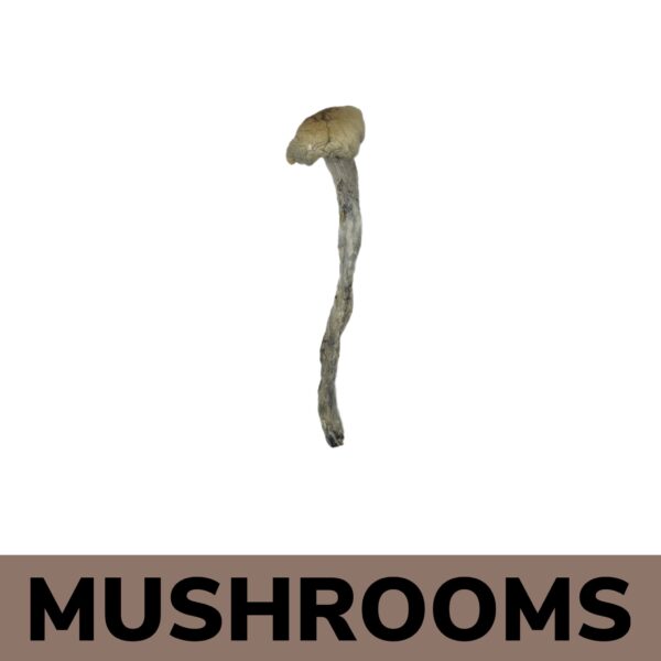 Mushroom Delivery