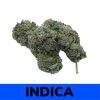 Great White Shark (AAA)