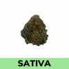 Island Sweet Skunk (AAA)