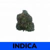 Greasy Pink (AAA+)