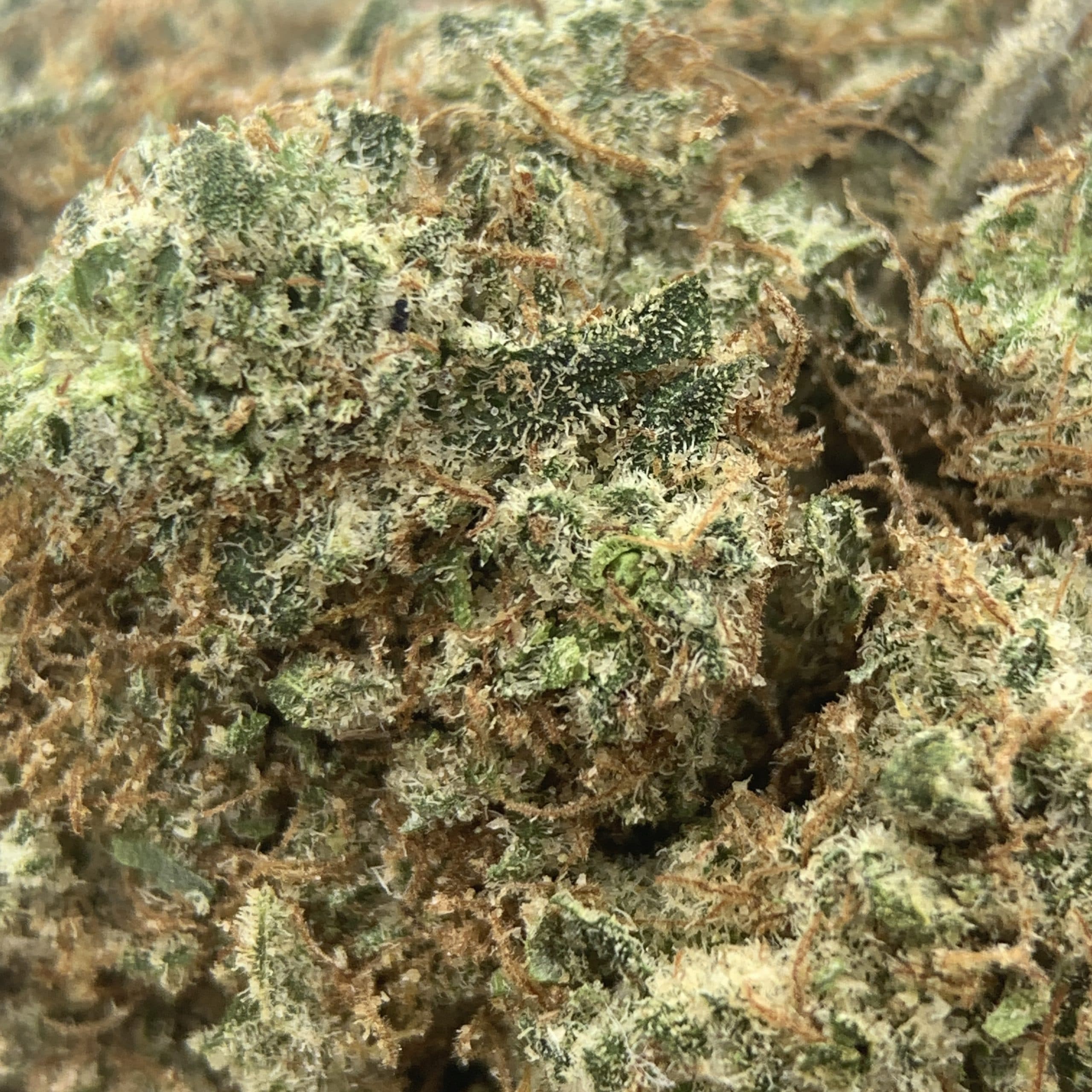 OG Shark (AAA) - Image 2