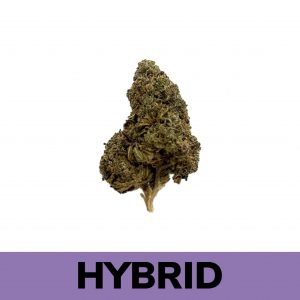 Jealousy is an evenly balanced hybrid strain created through crossing the delicious Gelato 41 X Sunset Sherbet strains.