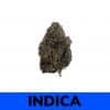 White Truffle is a slightly indica dominant hybrid strain