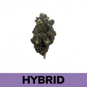 Gorilla Butter is an evenly balanced hybrid strain created through crossing the delicious Peanut Butter Breath X Gorilla Glue #4 strains.