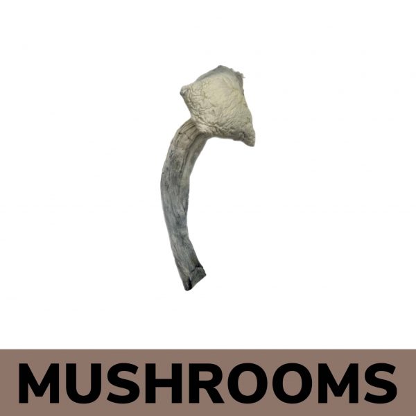 Buy Mushrooms Online - Albino Zilla Magic Mushrooms Strain