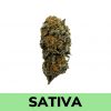 Weed Delivery