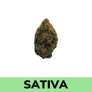 Project 4516 is a high-powered sativa-leaning strain from the California-based breeders at Grandiflora Genetics.