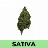 Pineapple Express strain is quite popular and has achieved recognition thanks to the stoner film of the same name.