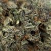 Purple Urkle (AAA) - Image 2