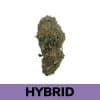 OG Diesel is a well-balanced strain of hybrid marijuana