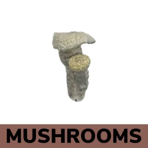 Buy Mushrooms Online - Albino Penis Envy Magic Mushrooms Strain