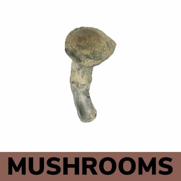 Buy Mushrooms Online - Thrasher Magic Mushrooms Strain