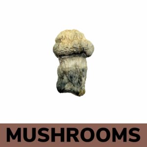 Mushrooms - Albino Penis Envy