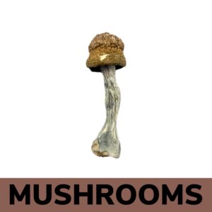 Mushrooms - Penis Envy