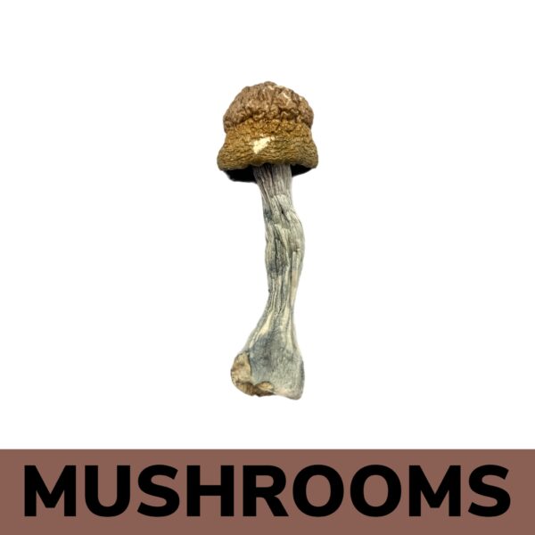 Mushrooms - Penis Envy