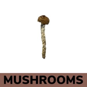 Mushrooms - Jedi Mind Fucks