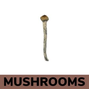 Mushrooms - Golden Teacher