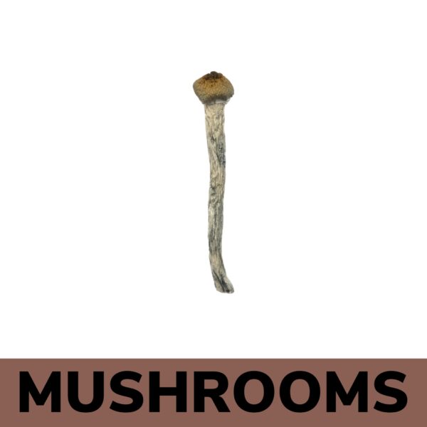 Mushrooms - Golden Teacher