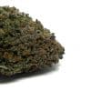 Mango Haze is a tasty and popular strain that offers as much potency as it does flavour.