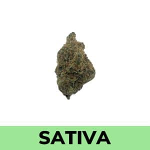 Love Potion strain is a sativa dominant hybrid (70% sativa/30% indica) created as a cross of the classically popular G-13 X Columbian Gold strains.