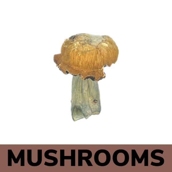 Buy Mushrooms Online - Blue Smurfs Strain