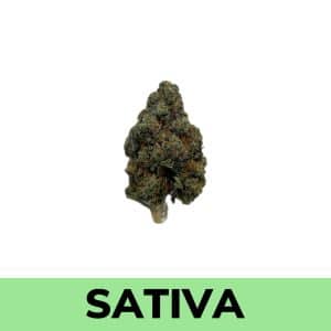 Bruce Banner This homage to the comic book legend could turn even the Incredible Hulk into a mild-mannered everyman. It's powerfully relaxing, with sativa-dominant genes (60:40 sativa/indica ratio).