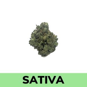 Hawaiian Snow is a 100% pure sativa hybrid strain created by crossing the insanely popular Hawaiian Haze X Purple Haze X Neville's Haze strains.