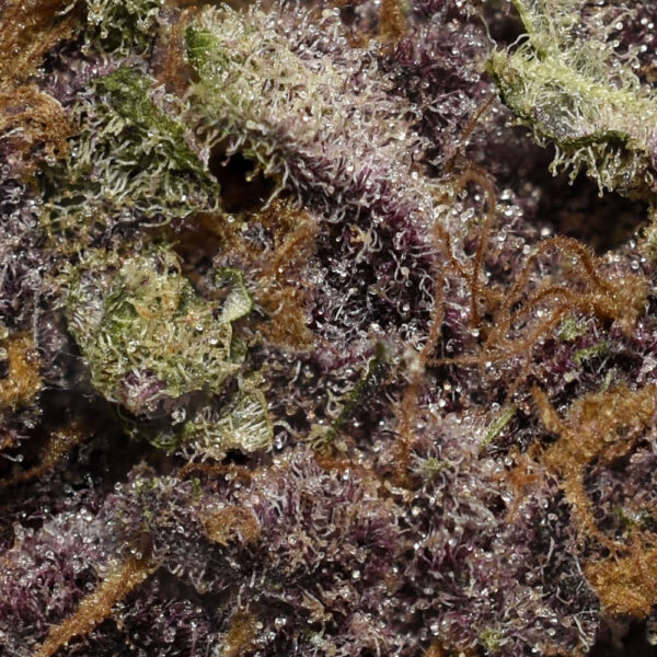 Amethyst is an indica dominant hybrid (80% indica/20% sativa) strain that is a potent cross between the hugely popular Lavender X Afghani strains. This dank bud boasts a 16-20% THC level on average and a myriad of indica and sativa effects. The Amethyst buds have small, airy dense nugs that are a leafy light minty green with dark purple undertones.