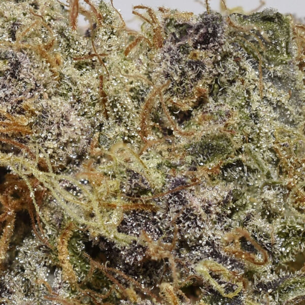 Lady Boss is an exclusive Hybrid strain that is a great choice for any hybrid lover who appreciates a sativa lean in their bud. This strain has a sweet and fruity cherry blueberry flavour with hints of hazy grapes and a touch of spices. It is known for its strong and euphoric high, which can boost creativity and sociability. A relaxing body buzz also accompanies this heady state, keeping your physical form anchored and kicked back as your mood flies higher and higher into pure bliss.