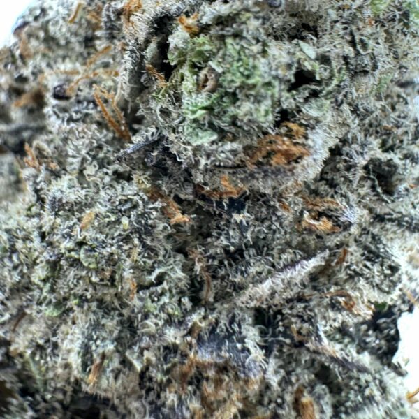 Wedding Crasher strain comes from the folks at Symbiotic Genetics, known for their sweet, fruity strains. This one comes from Purple Punch and Wedding Cake strains. Though the intensity varies from plant to plant, Wedding Crasher tends to be sativa dominant.