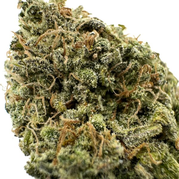 Mimosa (AAA) - Image 2