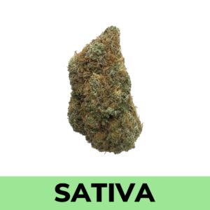 Orange Daiquiri strain is a sativa dominant hybrid (75% sativa/25% indica) created through crossing the delicious Orange Cookies X Grape Pie #2 strains.