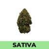 Super Lemon Haze strain is a sativa-dominant (80/20 ratio) of Lemon Skunk and Super Silver Haze and two time Cannabis Cup winner. Users should expect strong sativa effects with mild relaxation due to the presence of indica genetics.