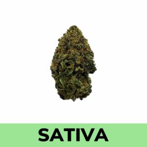 Super Lemon Haze strain is a sativa-dominant (80/20 ratio) of Lemon Skunk and Super Silver Haze and two time Cannabis Cup winner. Users should expect strong sativa effects with mild relaxation due to the presence of indica genetics.