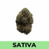 Buy Weed Online - Sugar Cane strain