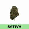 Buy Weed Online - Jack Herer strain