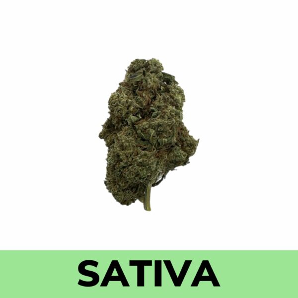 Buy Weed Online - Jack Herer strain