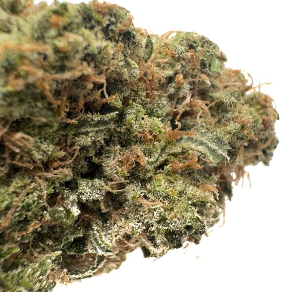 Golden Goat (AAA+) - Image 2