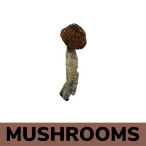 Buy Mushrooms Online - Transkei