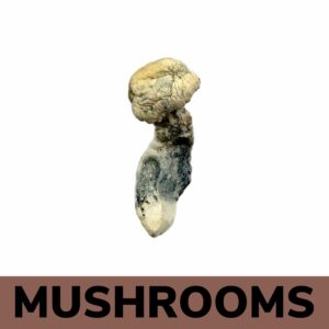 Mushrooms - Albino Penis Envy