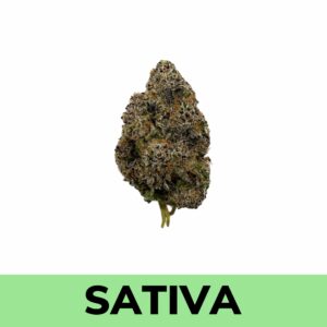 Strawberry Mimosa (AAAA)