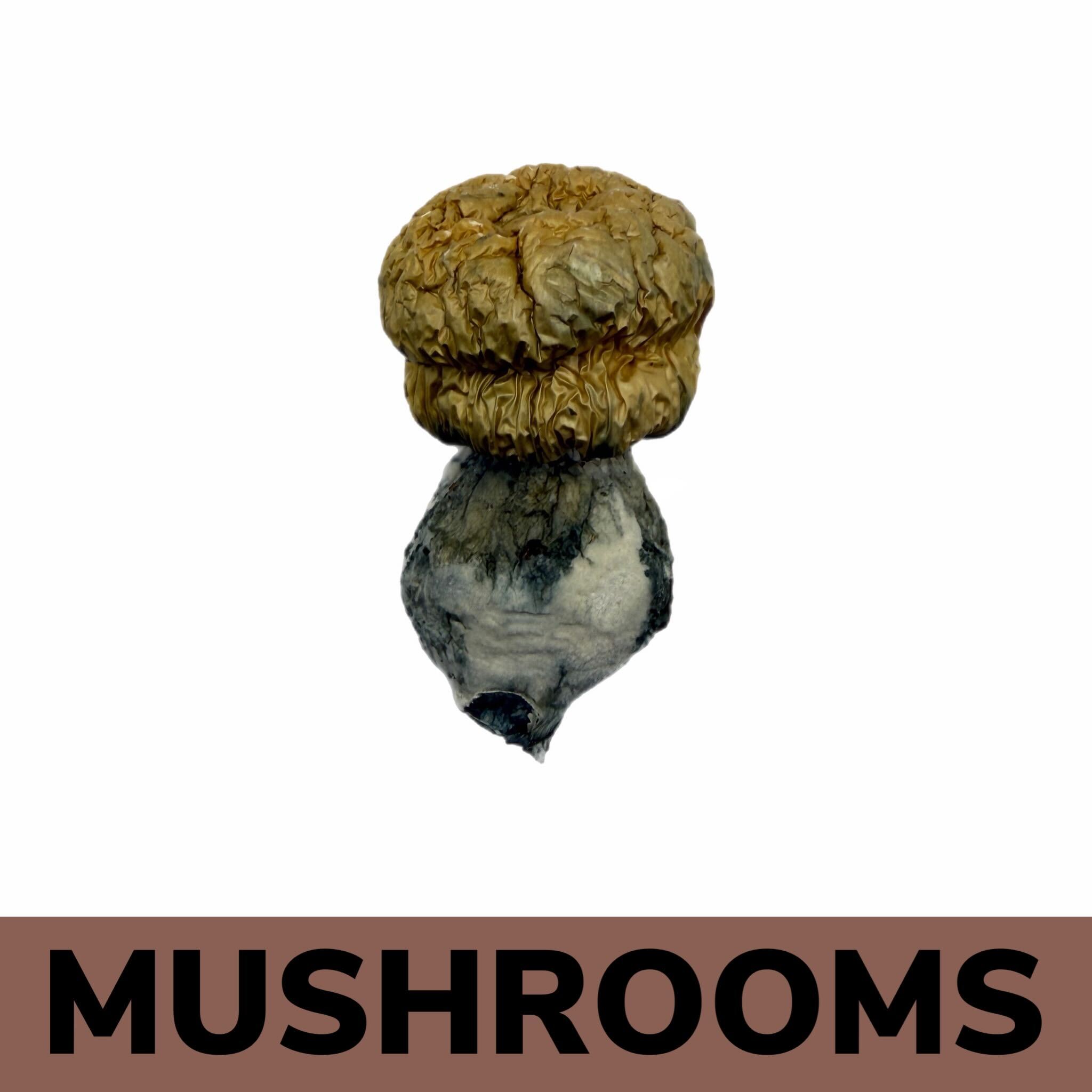 Mushrooms - Bluey Vuitton