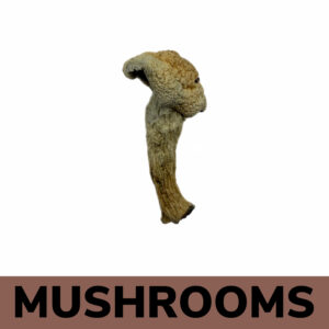 Mushrooms - Magnolia Rust