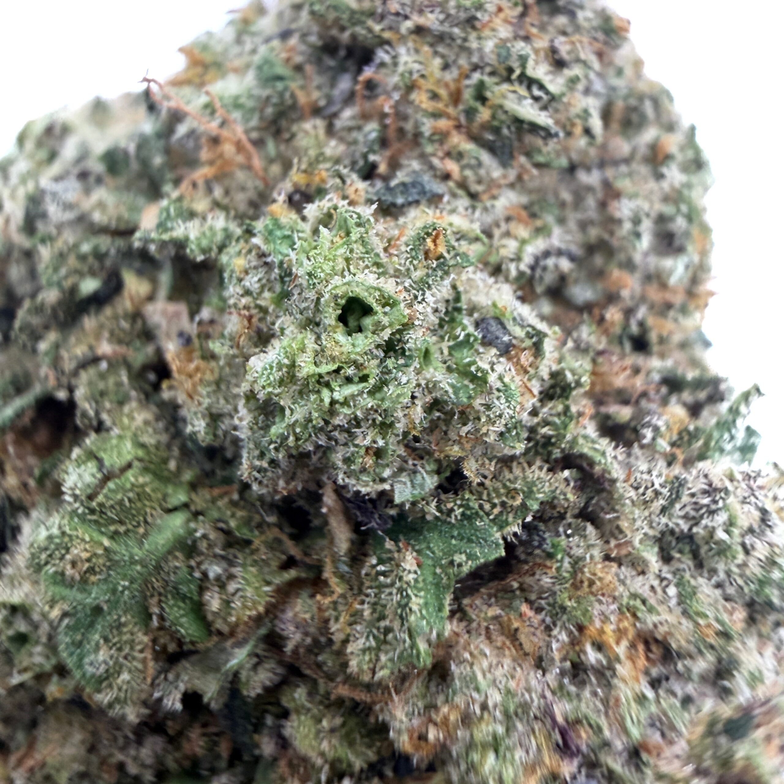 Godzilla (AAA+) - Image 2